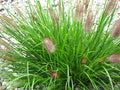 Red Head Fountain Grass (GRASS - PE. AL. RED HEAD) - 1 gallon