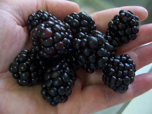 Triple Crown Thornless Blackberry (RUBUS SP. TRIPLE CROWN)