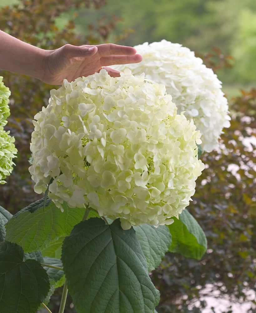 Incrediball® Smooth Hydrangea (HYDRANGEA A. INCREDIBALL) - 3 gallon