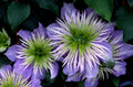 Crystal Fountain™ Clematis (CLEMATIS CRYSTAL FOUNTAIN) - 1 gallon