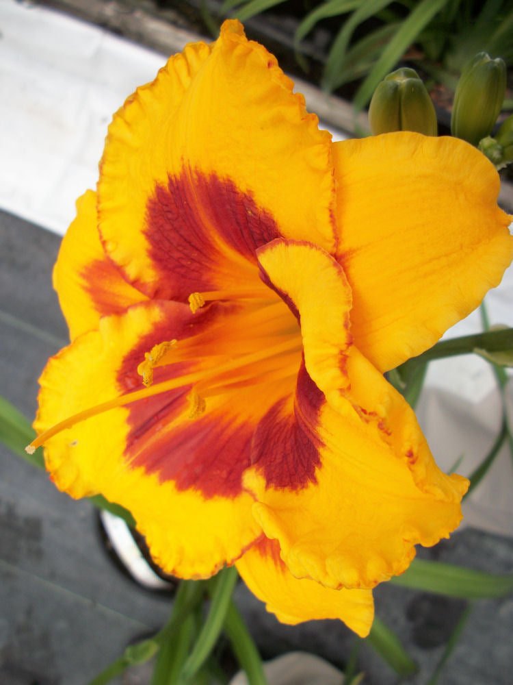 Fooled Me Daylily (HEM T.A.N. FOOLED ME)