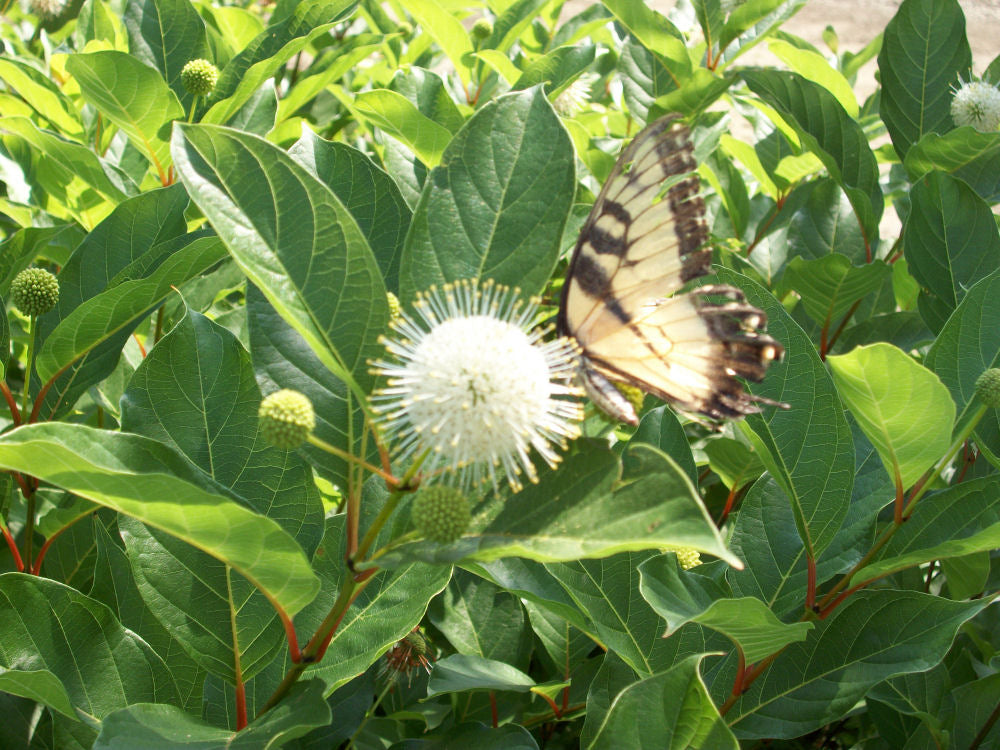 Magical® Moonlight ButtonBush (CEPHALANTHUS MAGICAL MOONLIGHT) - 3 gallon 15"