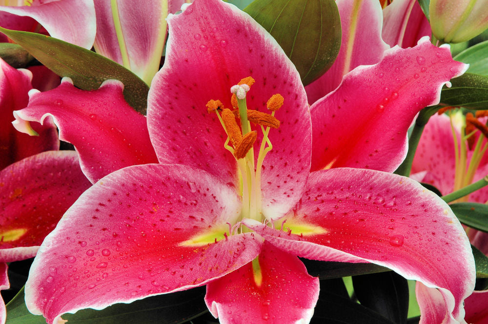 After Eight Oriental Lily (LILIUM AFTER EIGHT)