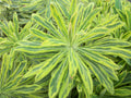 Ascot Rainbow Cushion Spurge (EUPHORBIA M. ASCOT RAINBOW) - 1 gallon