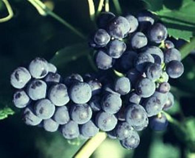 Mars Grape (VITIS MARS)