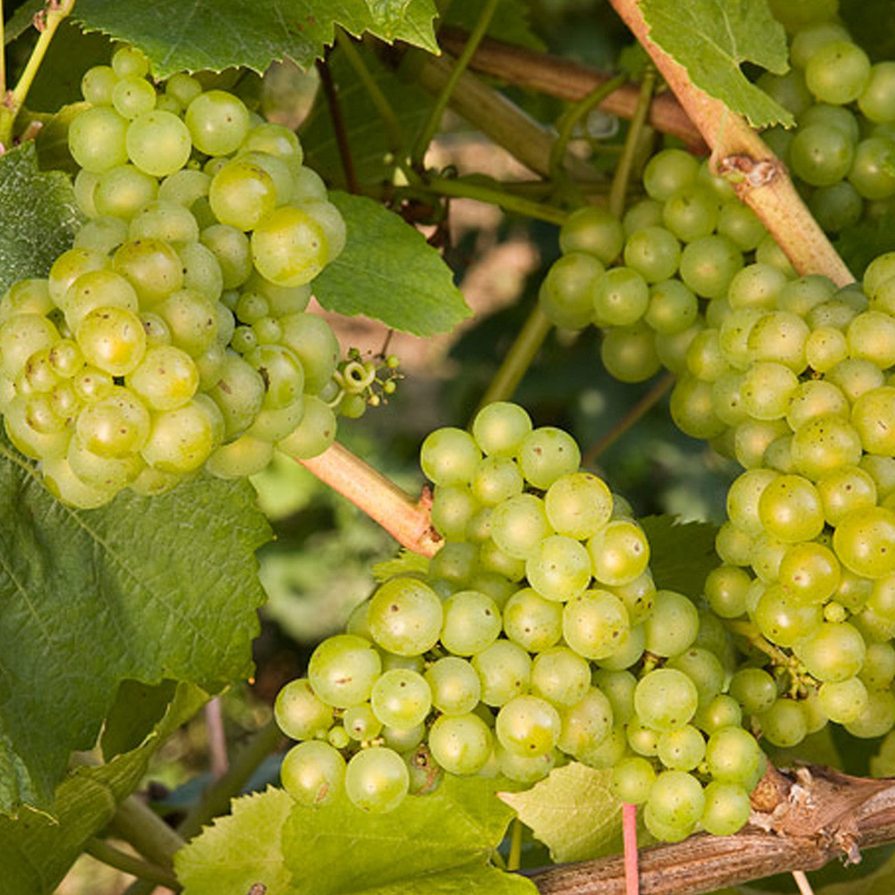Lakemont Grape (VITIS LAKEMONT)