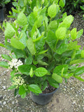 Winterthur Viburnum (VIBURNUM NUDUM WINTERTHUR) - 2 gallon 10"