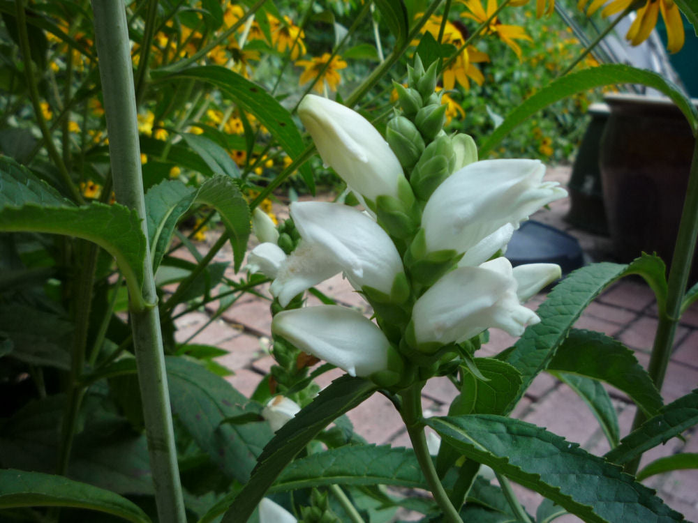 Turtlehead (CHELONE GLABRA) - 1 gallon