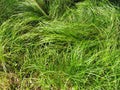 Pennsylvania Sedge (GRASS - CAREX PENSYLVANICA) - 1 gallon