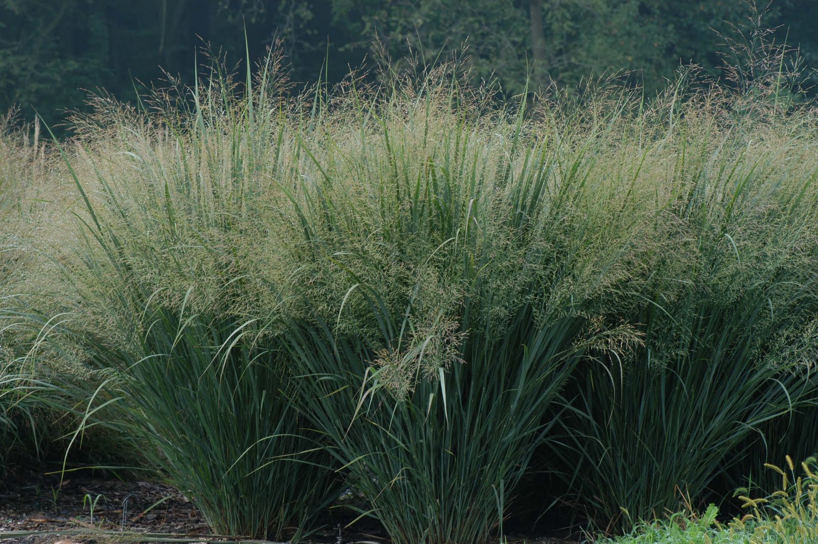 Northwind Switch Grass (GRASS - PA. NORTHWIND) - 2 gallon
