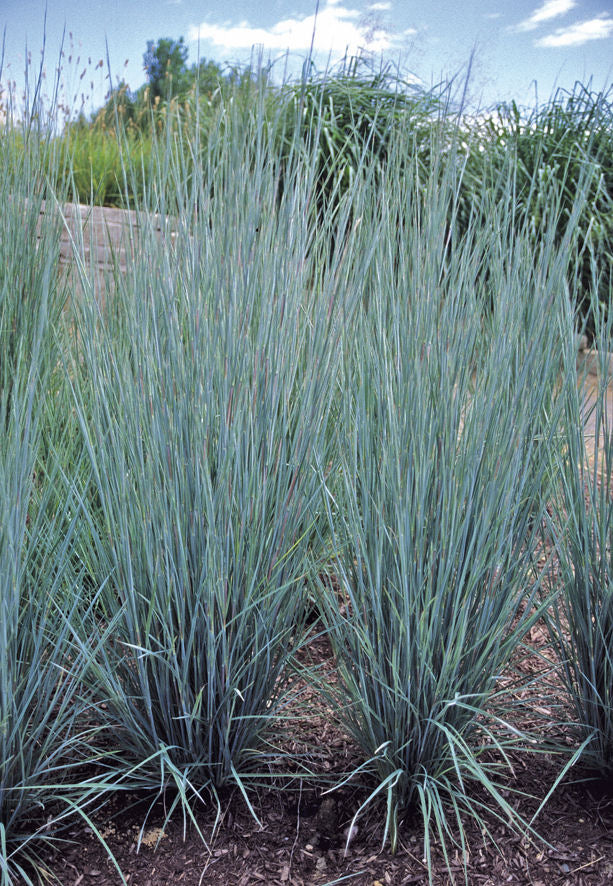 Prairie Blues Little Bluestem (GRASS - SCHIZACHYRIUM PRAIRIE BLUES) - 2 gallon