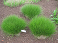 Prairie Dropseed (GRASS - SPOR. HETEROLEPIS) - 2 gallon