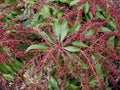 Katsura Japanese Andromeda (PIERIS JAP. KATSURA) - 3 gallon 12"