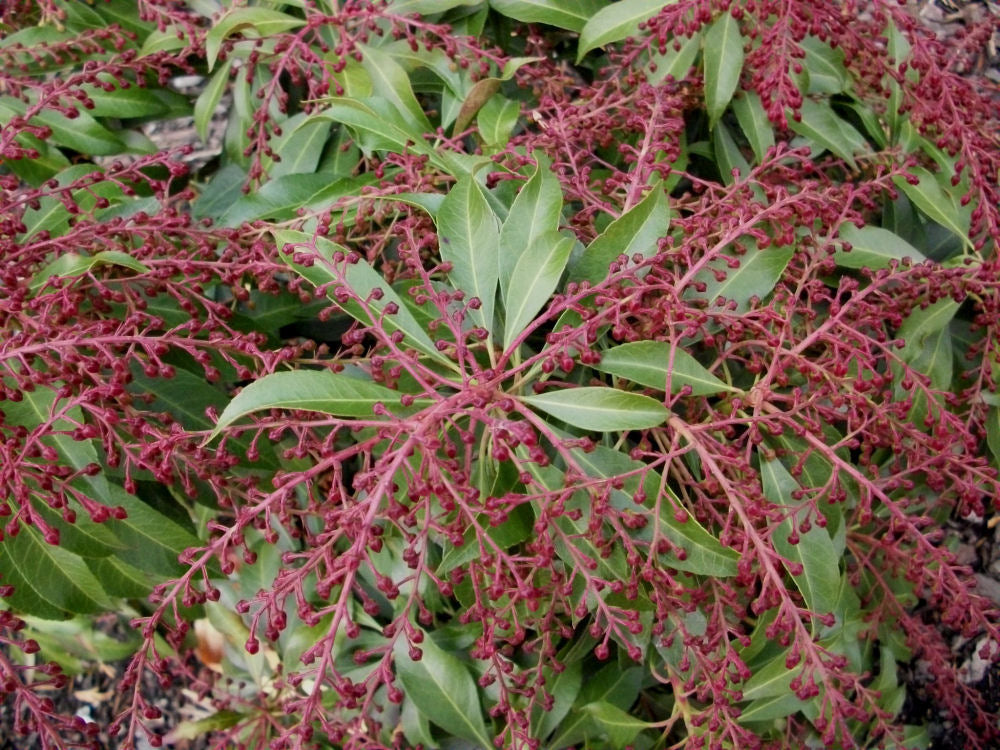 Katsura Japanese Andromeda (PIERIS JAP. KATSURA)