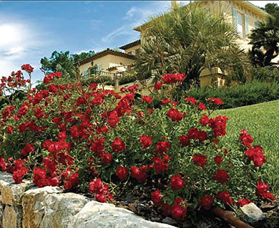 Red Drift® Rose (ROSE DRIFT RED) - 2 gallon