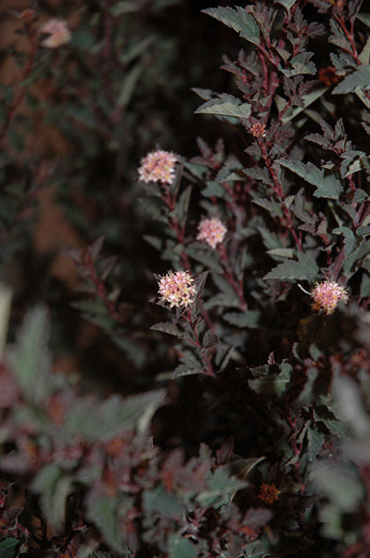 Little Devil™ Ninebark (PHYSOCARPUS O. LITTLE DEVIL)