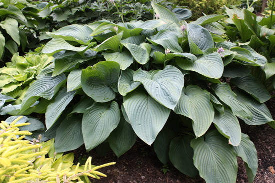 Shadowland® 'Empress Wu' Hosta (HOSTA EMPRESS WU) - 1 gallon