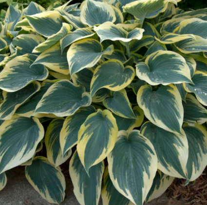 First Frost Plantain Lily (HOSTA FIRST FROST) - 1 gallon