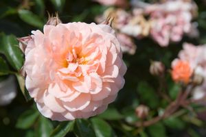 Apricot Drift® Rose (ROSE DRIFT APRICOT)