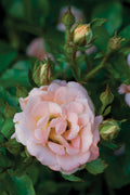 Peach Drift® Rose (ROSE DRIFT PEACH) - 1 gallon