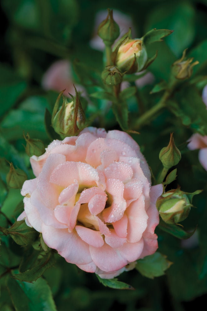 Peach Drift® Rose (ROSE DRIFT PEACH) - 1 gallon
