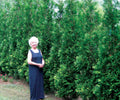 Full Speed A Hedge® American Pillar Arborvitae (THUJA O. FULL SPD A HEDGE® AM. PILLAR) - 3 gallon 24"