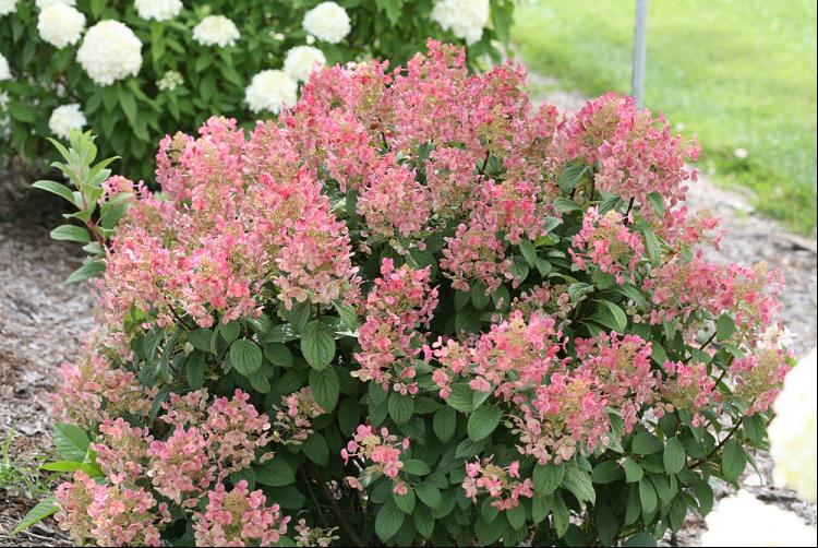 Little Quick Fire® Panicle Hydrangea (HYDRANGEA P LITTLE QUICK FIRE) - 2 gallon