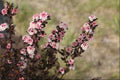 Tiny Wine® Ninebark (PHYSOCARPUS O. TINY WINE) - 2 gallon 15"
