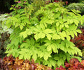 Golden Japanese Spikenard (ARALIA C. SUN KING) - 1 gallon