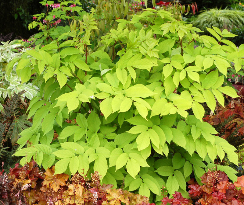 Golden Japanese Spikenard (ARALIA C. SUN KING) - 1 gallon