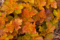 Amber Jubilee™ Ninebark (PHYSOCARPUS O. AMBER JUBILEE) - 3 gallon 15"