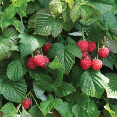 Raspberry Shortcake® (RUBUS RASPBERRY SHORTCAKE) - 2 gallon – Ship My ...