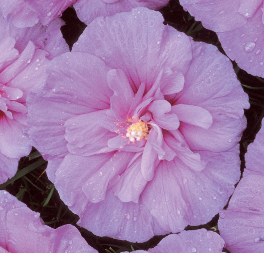 Lavender Chiffon® Rose of Sharon (HIBISCUS S. LAV. CHIFFON) - 1 gallon 18"