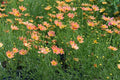 Creme Caramel™ Tickseed (COREOPSIS CREME CARAMEL) - 1 gallon