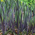 Purple Flame Iris (IRIS VERSICOLOR PURPLE FLAME) - 1 gallon