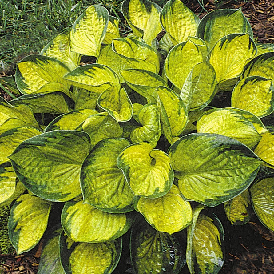 Rainforest Sunrise Plantain Lily (HOSTA RAINFOREST SUNRISE) - 1 gallon