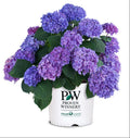 Let's Dance® Rhythmic Blue® Reblooming Hydrangea (HYDRANGEA M. LETS DANCE® RHYTHMIC BLUE) - 2 gallon