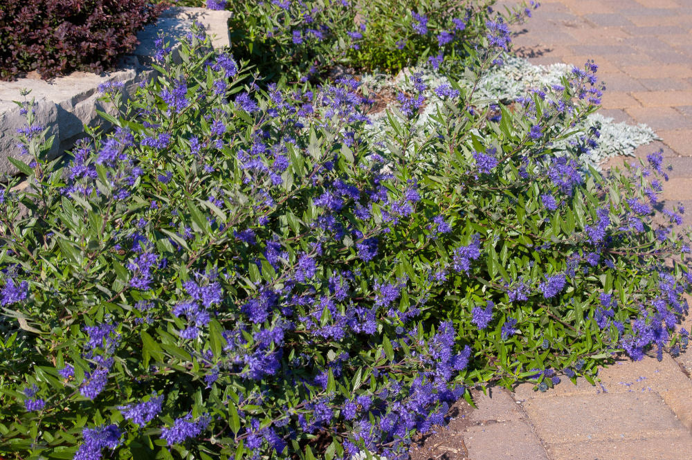 First Editions® Sapphire Surf™ Bluebeard (CARYOPTERIS X CLANDONENSIS ‘BLAUER SPLATZ’)