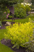 Chardonnay Pearls® Deutzia (DEUTZIA CHARDONNAY PEARLS) - 2 gallon 10"