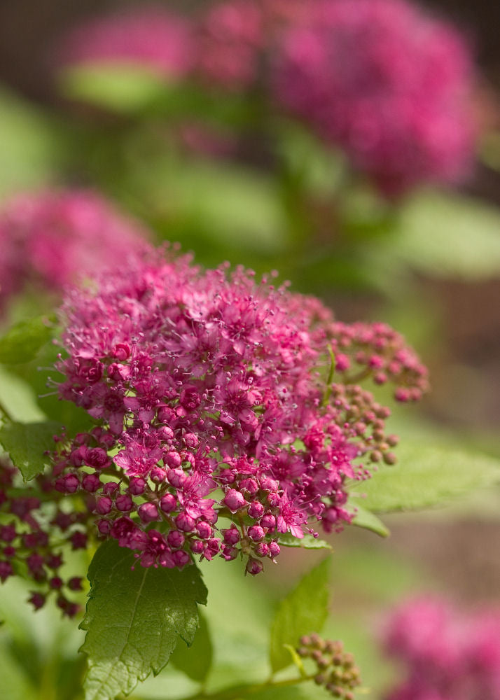 Double Play® Gold Spirea (SPIRAEA JAP. DBL PLAY® GOLD) - 2 gallon 10"