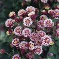 Winky Double Red & White Columbine (AQUILEGIA WINKY DBL RED & WHITE) - 1 gallon