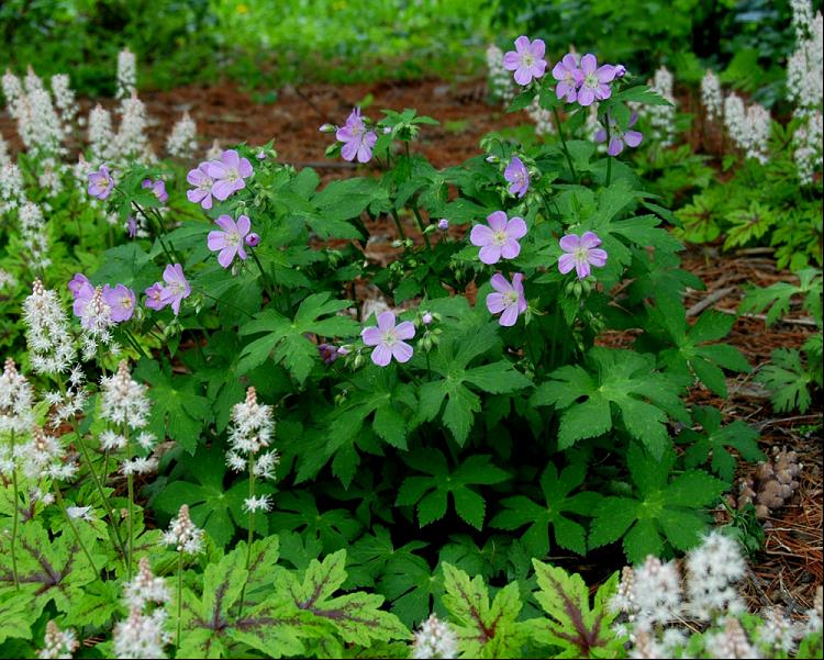American Cranesbill (GERANIUM MACULATUM)
