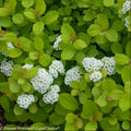Glow Girl® Birchleaf Spirea (SPIRAEA BET. GLOW GIRL) - 3 gallon 15"