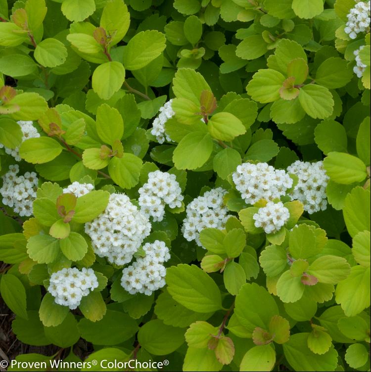 Glow Girl® Birchleaf Spirea (SPIRAEA BET. GLOW GIRL) - 3 gallon 15"