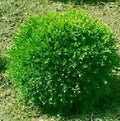 Franklin's Gem Boxwood (BUXUS M. FRANKLINS GEM) - 2 gallon 10"
