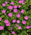 Max Frei Cranesbill (GERANIUM SANGUINEUM MAX FREI) - 1 gallon