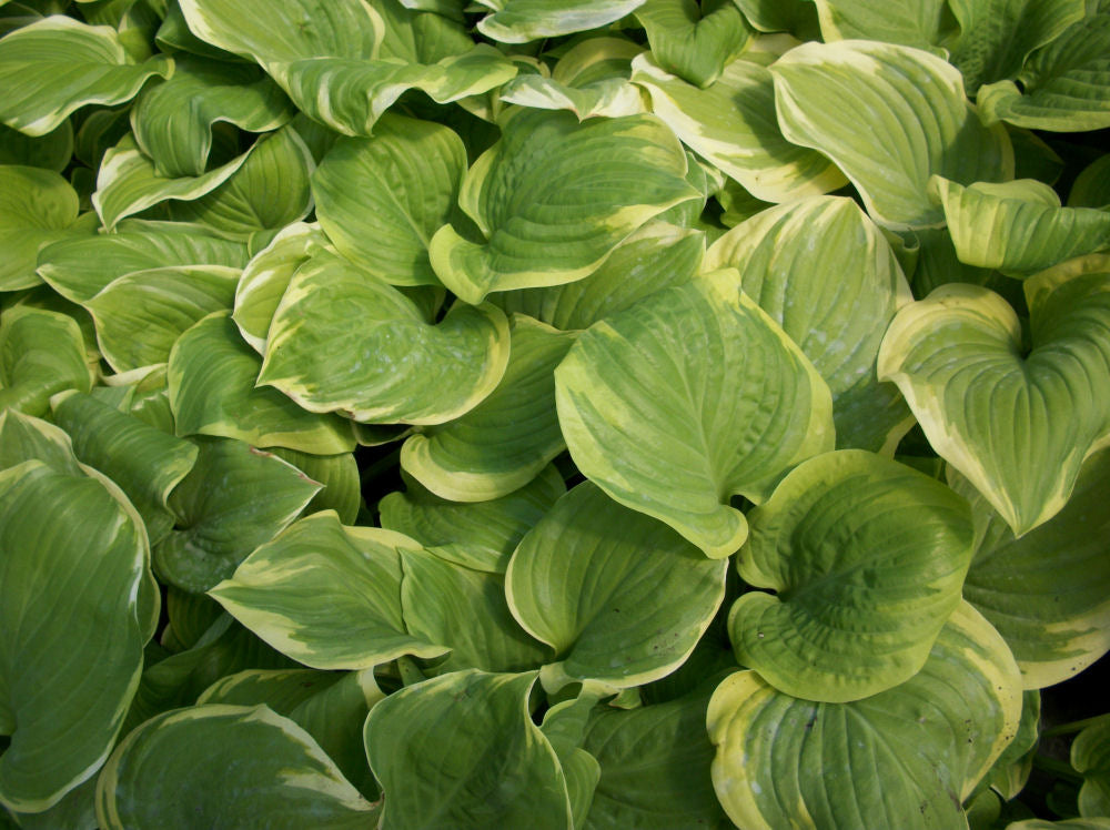 Fragrant Bouquet Plantain Lily (HOSTA FRAGRANT BOUQUET) - 1 gallon