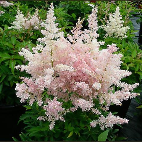 Younique Pink Astilbe (ASTILBE YOUNIQUE PINK) - 1 gallon