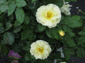 Popcorn Drift® Rose (ROSE DRIFT POPCORN) - 1 gallon