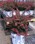 Sunjoy® Tangelo™ Barberry (BERBERIS THUN. SUNJOY® TANGELO) - 3 gallon